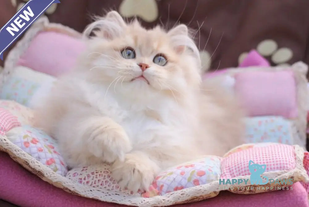 Nolan British Longhair male lilac golden shaded live animals