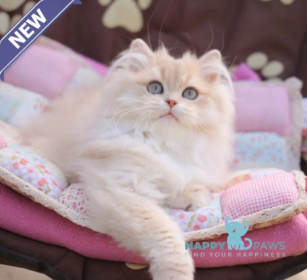 Nolan British Longhair male lilac golden shaded live animals