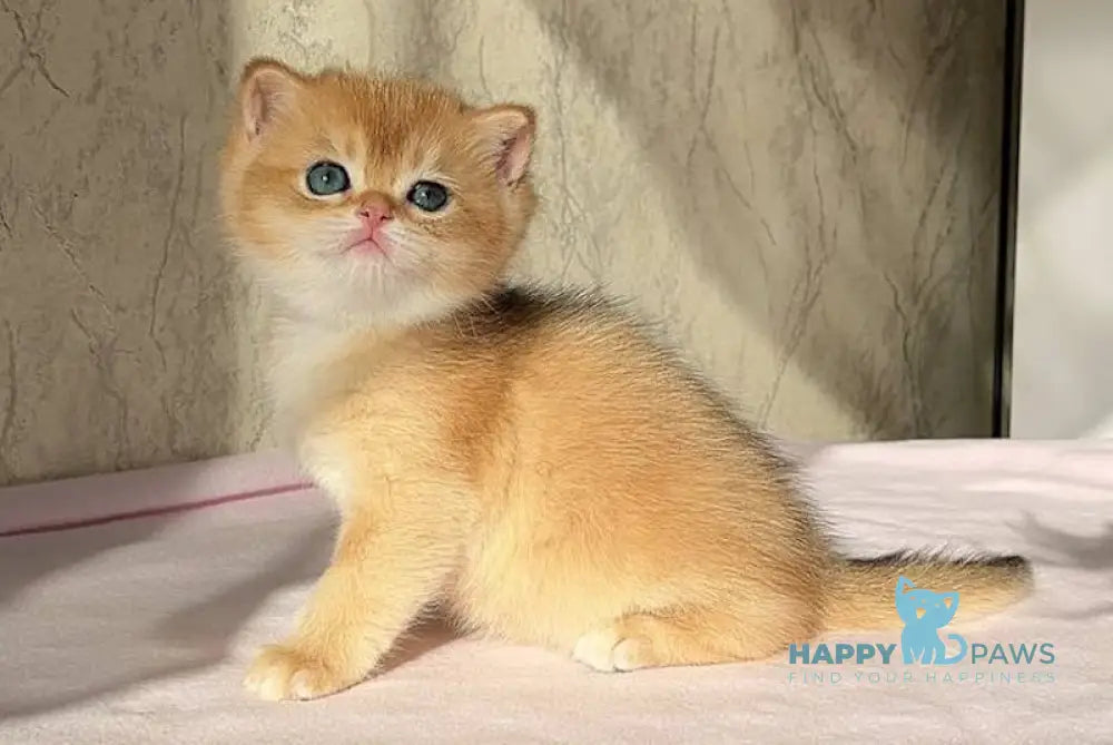 Nolan British Shorthair male black golden chinchilla live animals