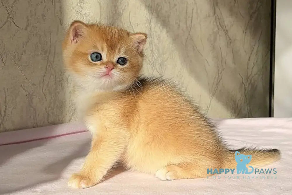 Nolan British Shorthair male black golden chinchilla live animals
