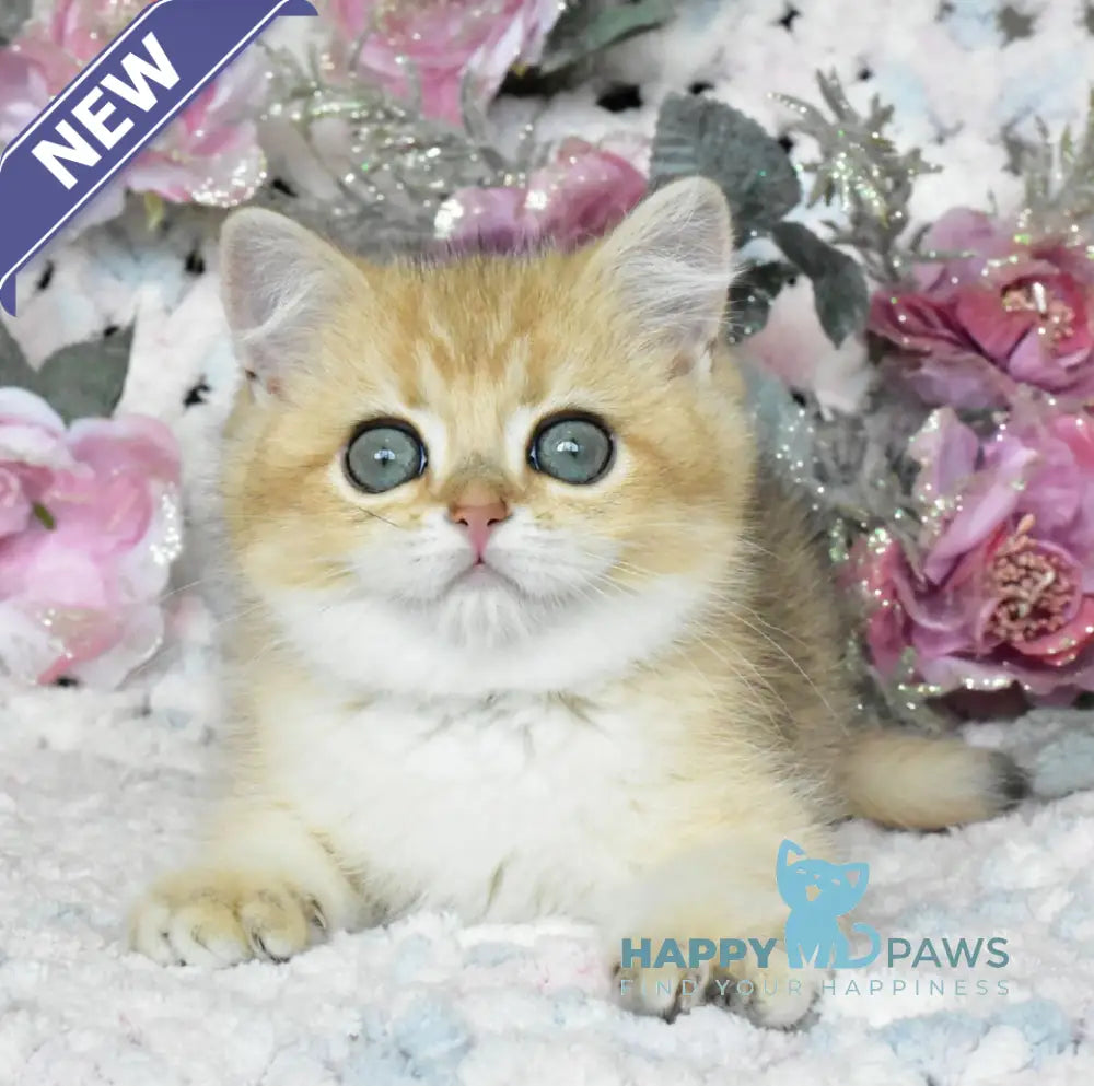 Nolan British Shorthair male black golden shaded live animals