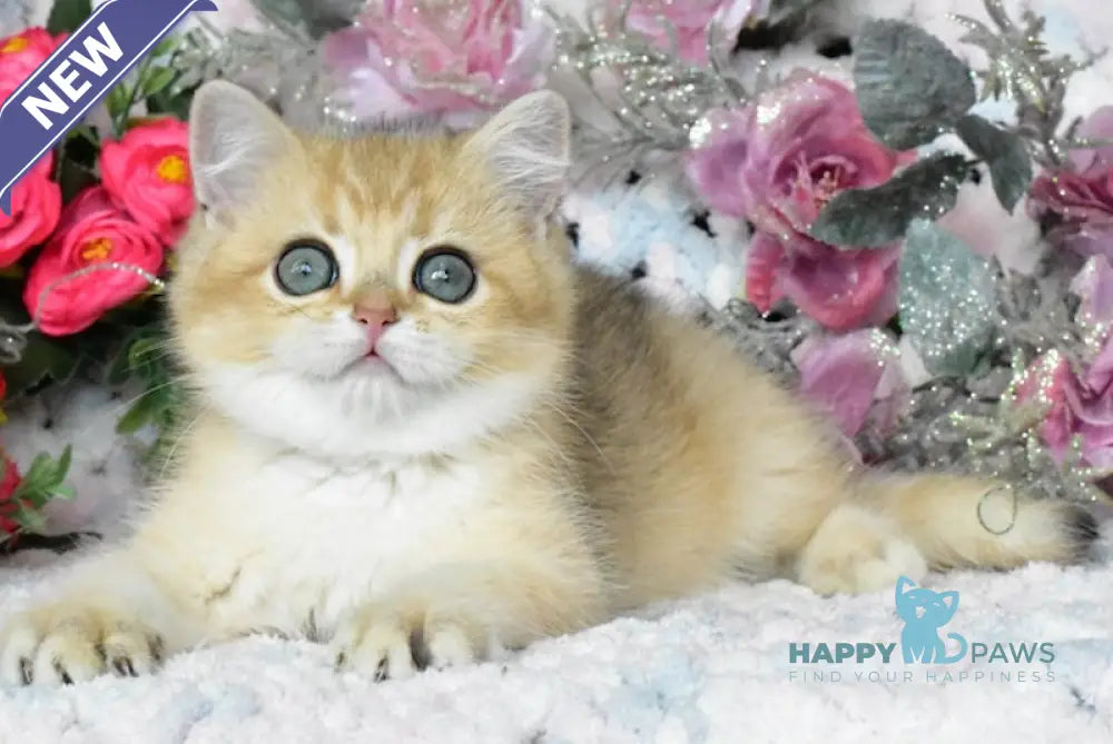 Nolan British Shorthair male black golden shaded live animals