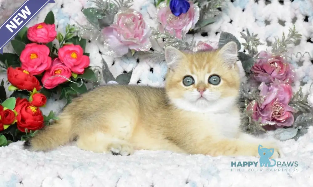 Nolan British Shorthair male black golden shaded live animals