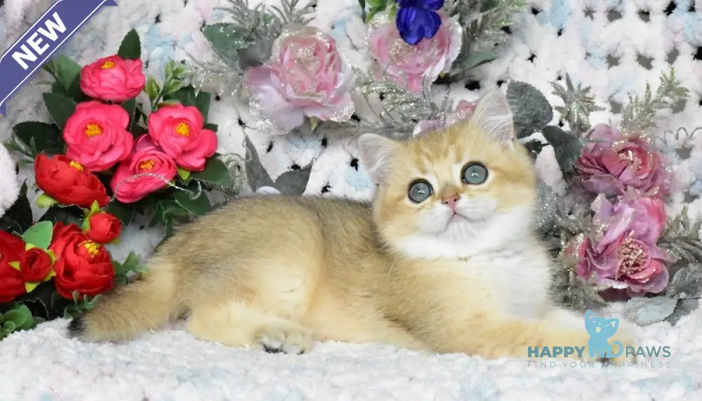 Nolan British Shorthair male black golden shaded live animals