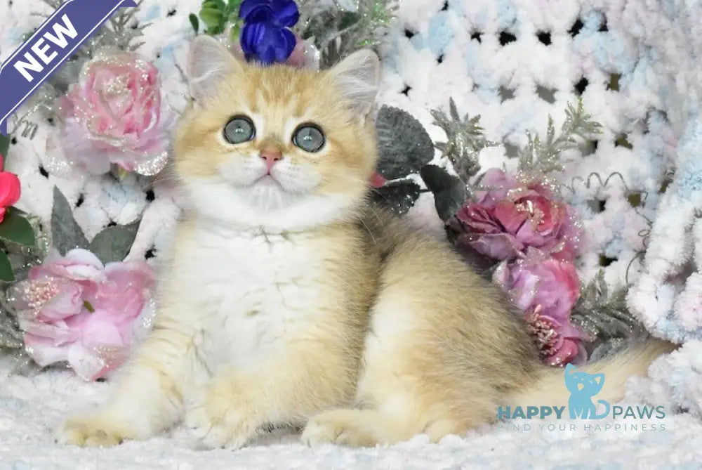 Nolan British Shorthair male black golden shaded live animals