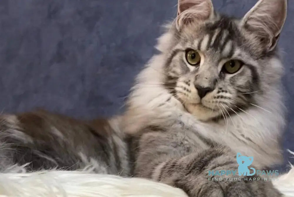Nolan Maine Coon male black silver tabby live animals