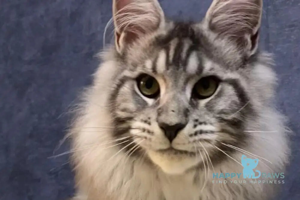 Nolan Maine Coon male black silver tabby live animals