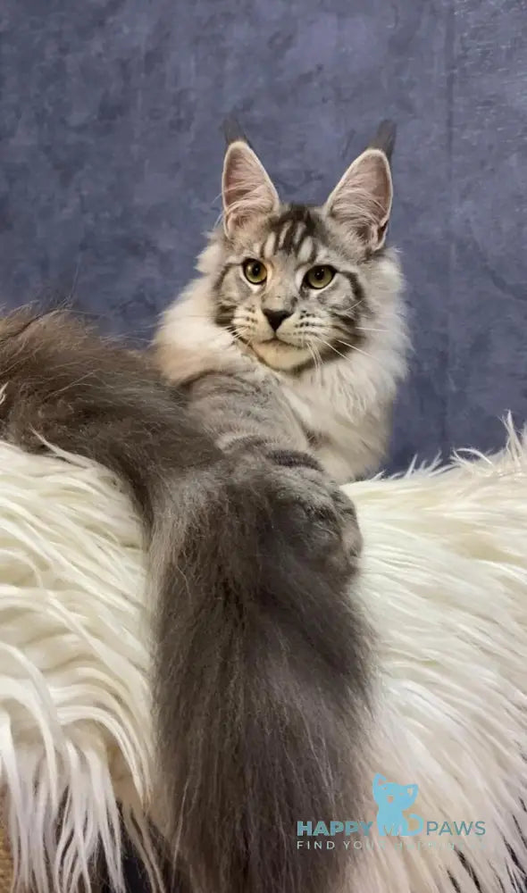 Nolan Maine Coon male black silver tabby live animals