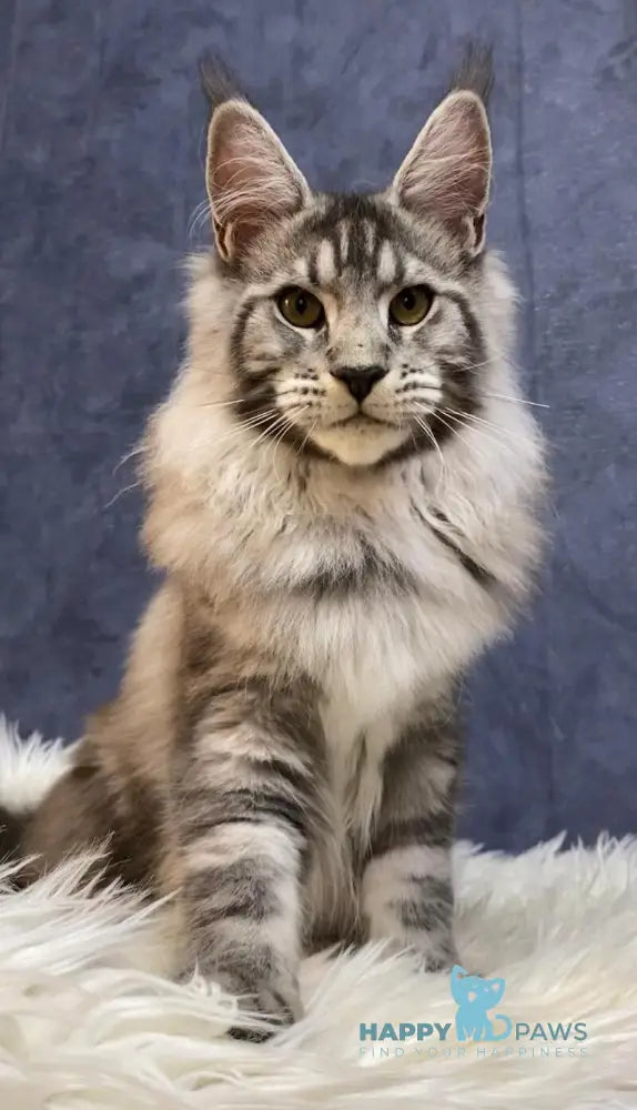 Nolan Maine Coon male black silver tabby live animals