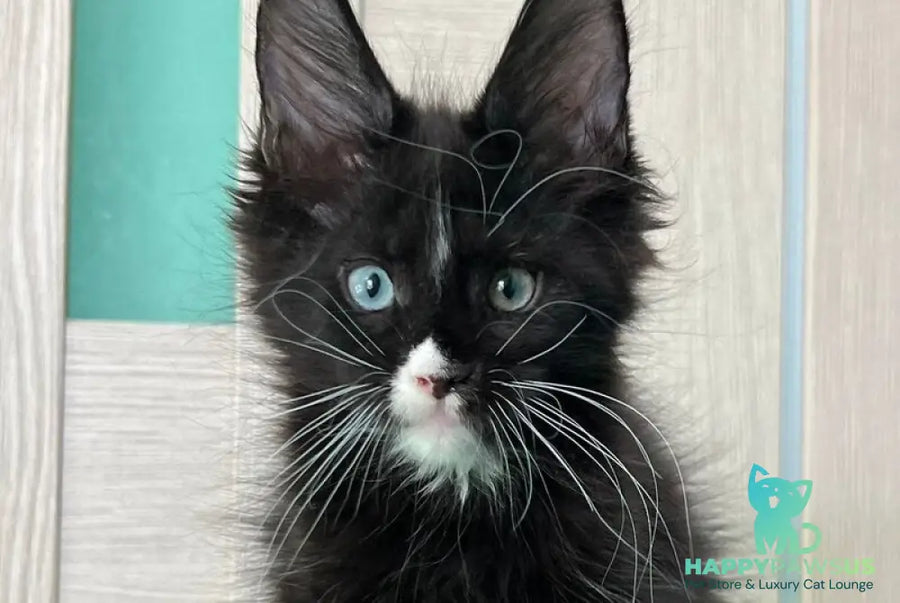 Nolan Maine Coon male black with white - live animals