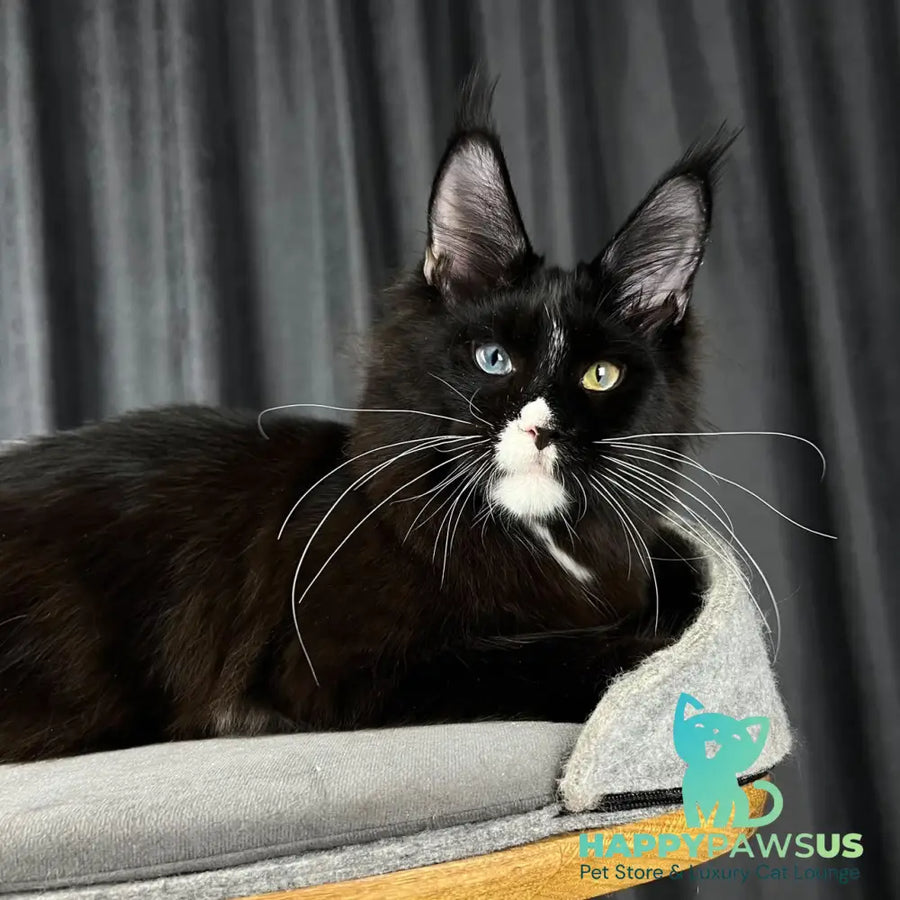Nolan Maine Coon male black with white - live animals