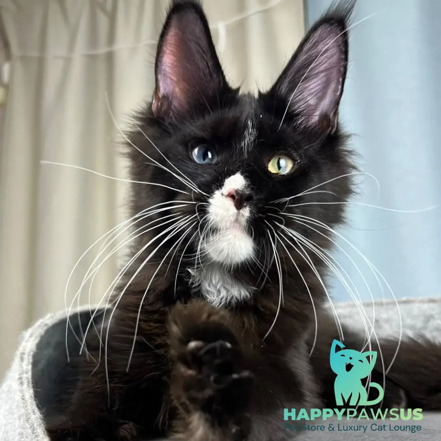 Nolan Maine Coon male black with white - live animals