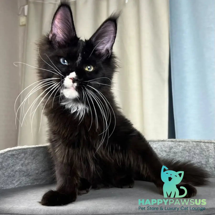 Nolan Maine Coon male black with white - live animals
