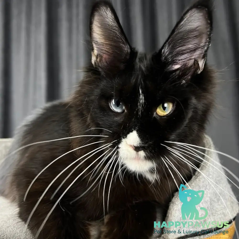 Nolan Maine Coon male black with white - live animals