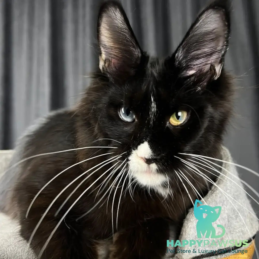 Nolan Maine Coon male black with white - live animals