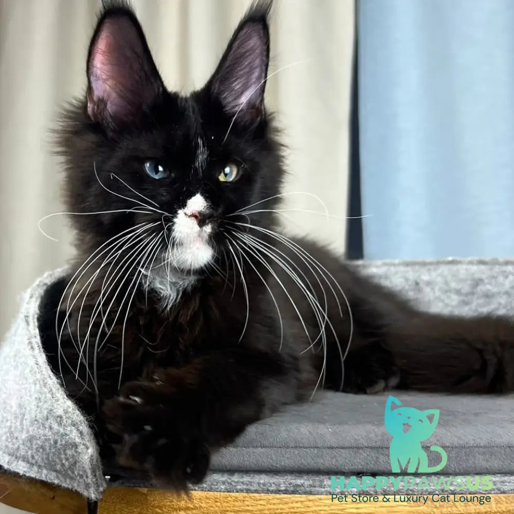 Nolan Maine Coon male black with white - live animals