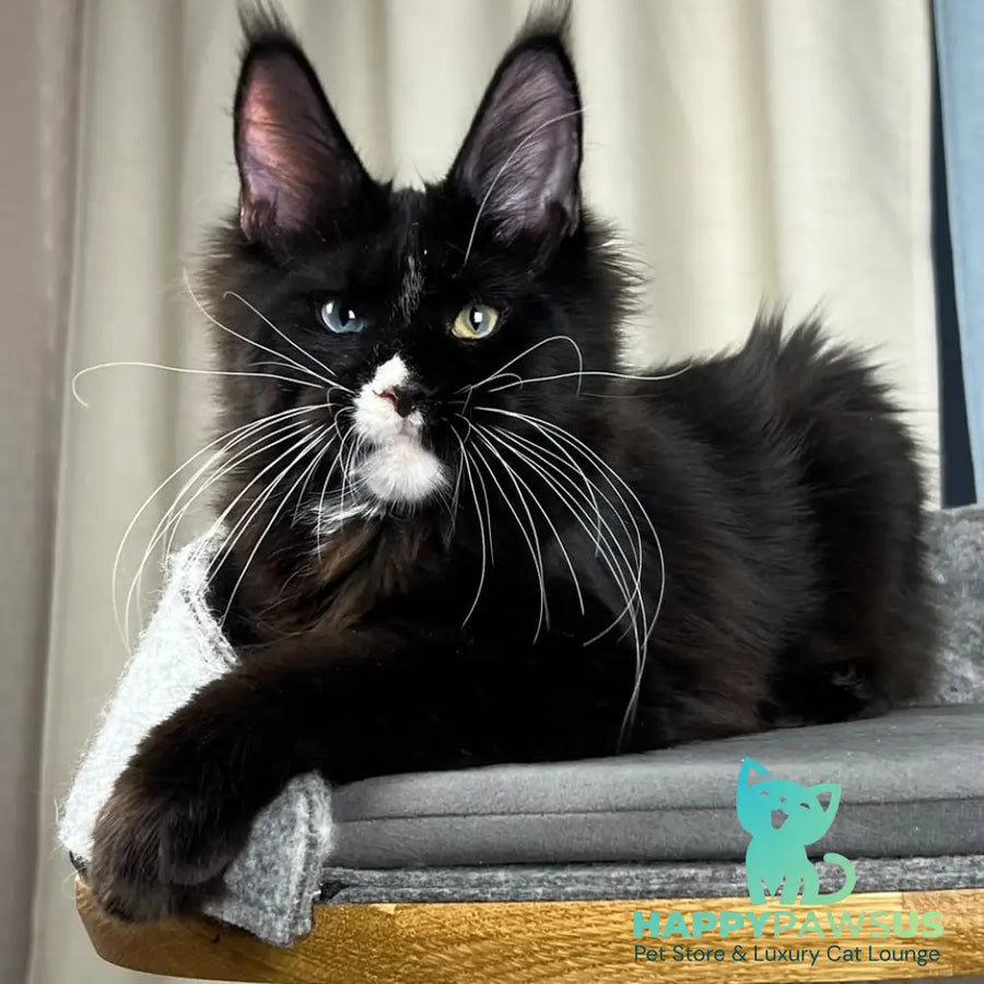 Nolan Maine Coon male black with white - live animals