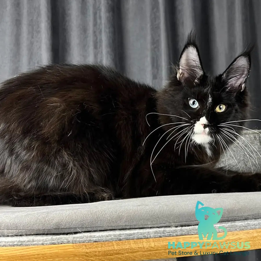 Nolan Maine Coon male black with white - live animals