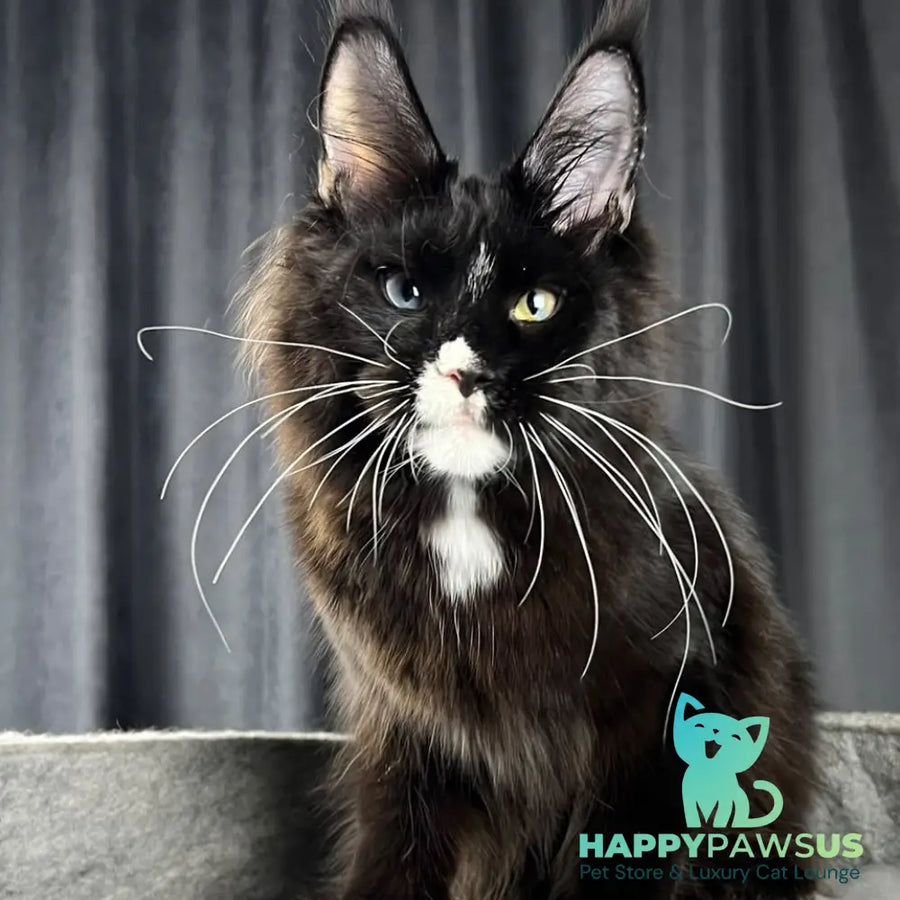 Nolan Maine Coon male black with white - live animals