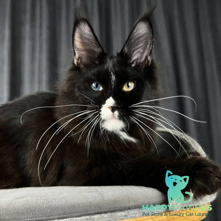 Nolan Maine Coon male black with white - live animals
