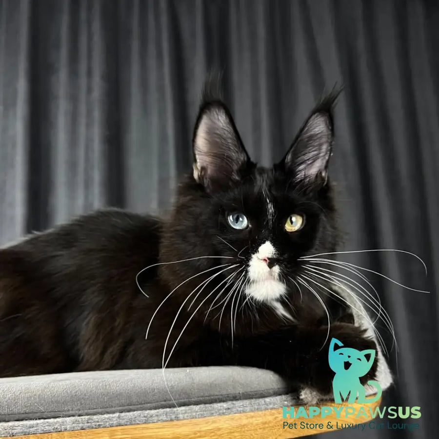 Nolan Maine Coon male black with white - live animals