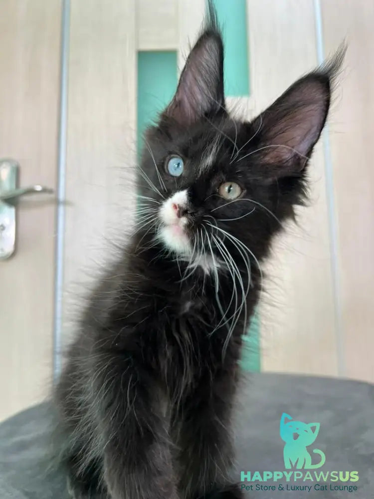 Nolan Maine Coon male black with white - live animals