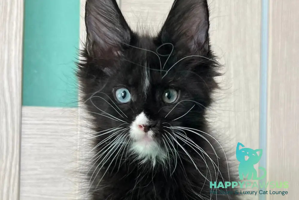 Nolan Maine Coon male black with white - live animals