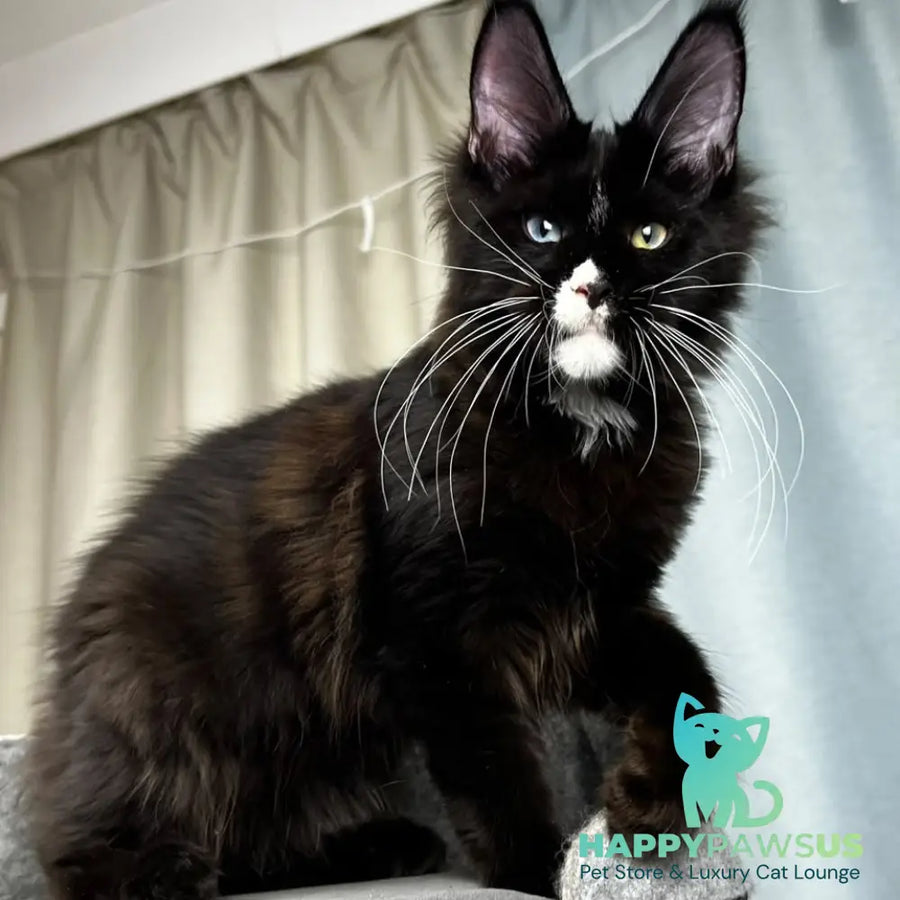 Nolan Maine Coon male black with white - live animals