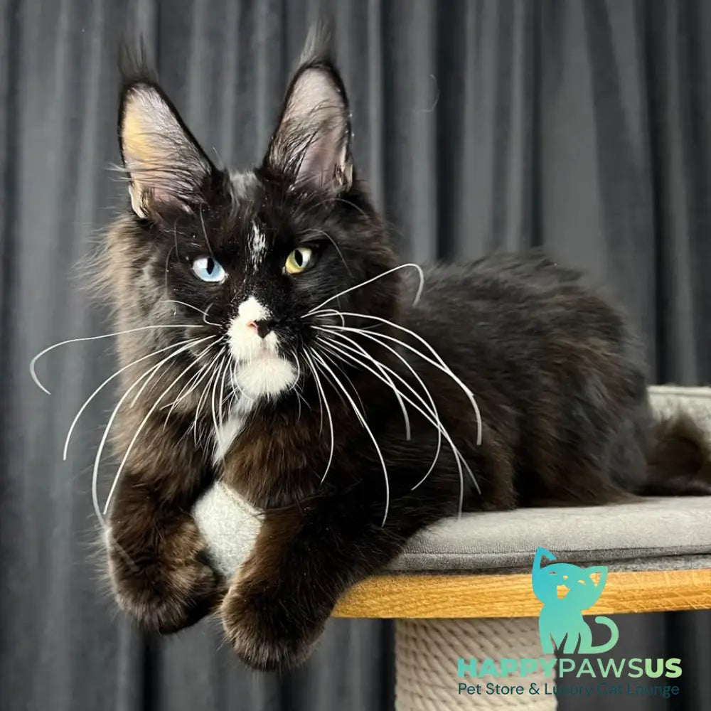 Nolan Maine Coon male black with white - live animals