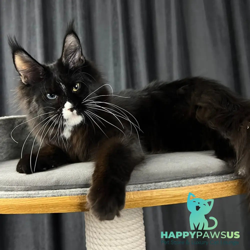 Nolan Maine Coon male black with white - live animals
