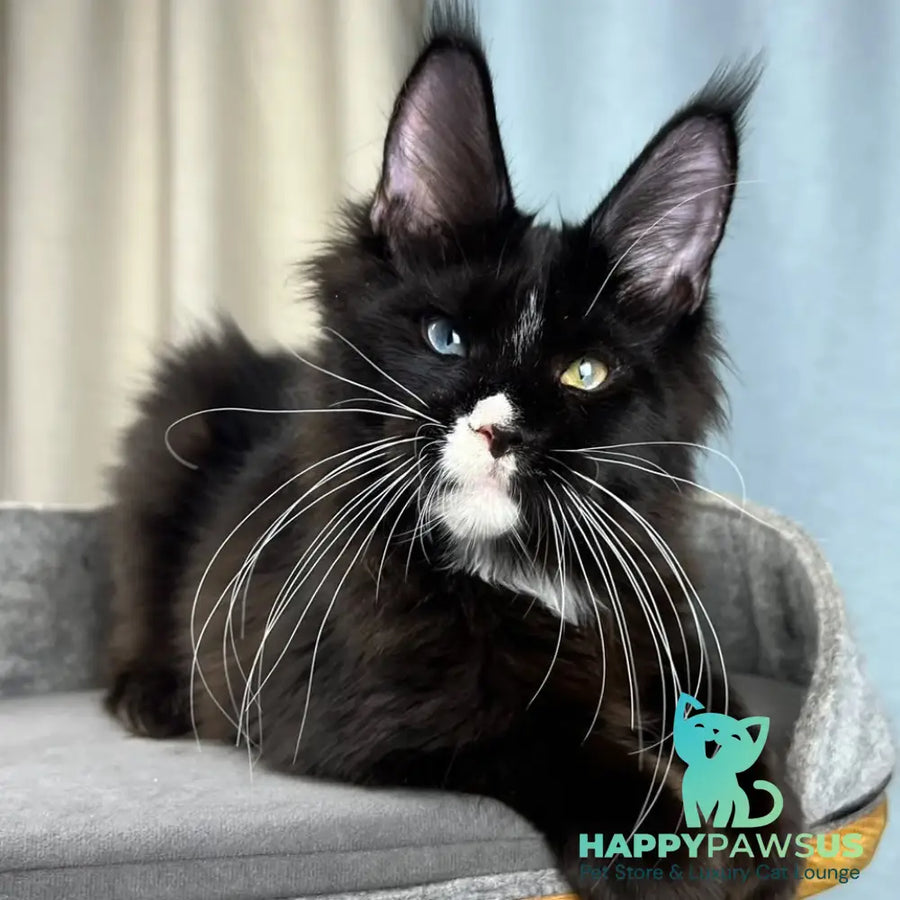 Nolan Maine Coon male black with white - live animals