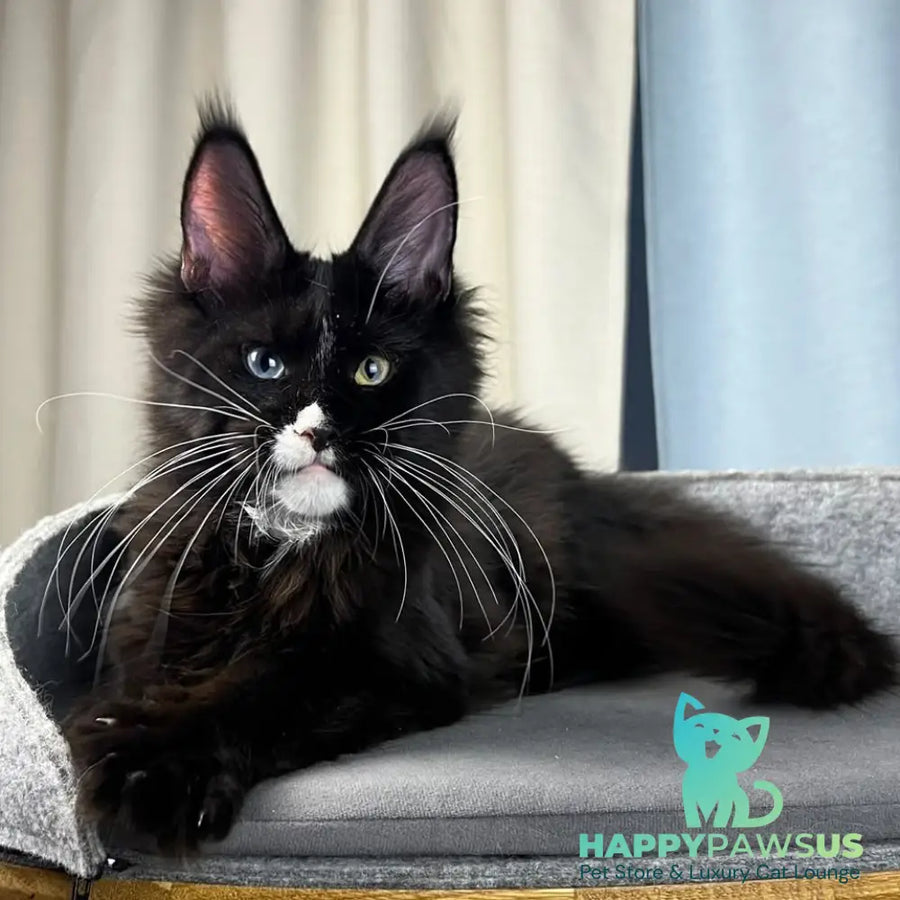 Nolan Maine Coon male black with white - live animals