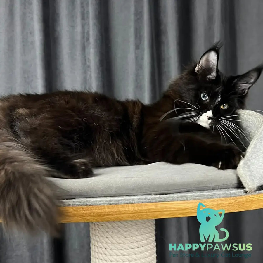 Nolan Maine Coon male black with white - live animals