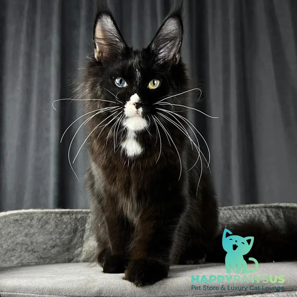 Nolan Maine Coon male black with white - live animals