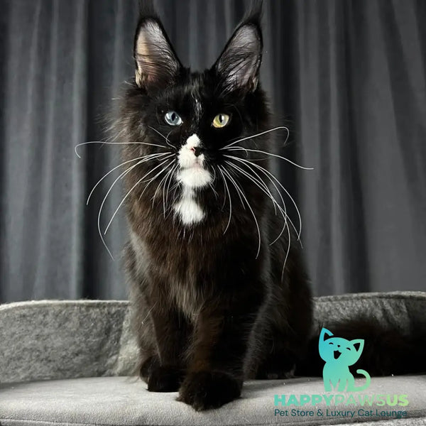 Nolan Maine Coon male black with white - live animals