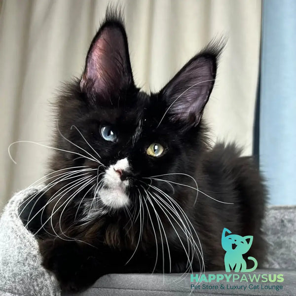 Nolan Maine Coon male black with white - live animals