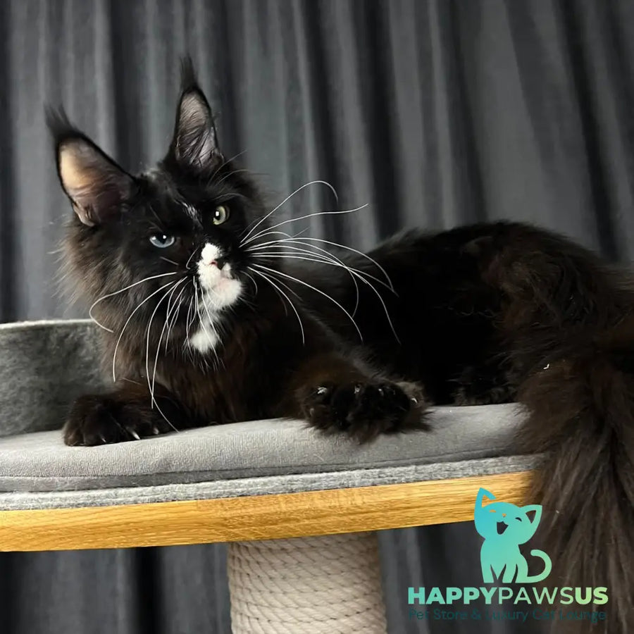 Nolan Maine Coon male black with white - live animals