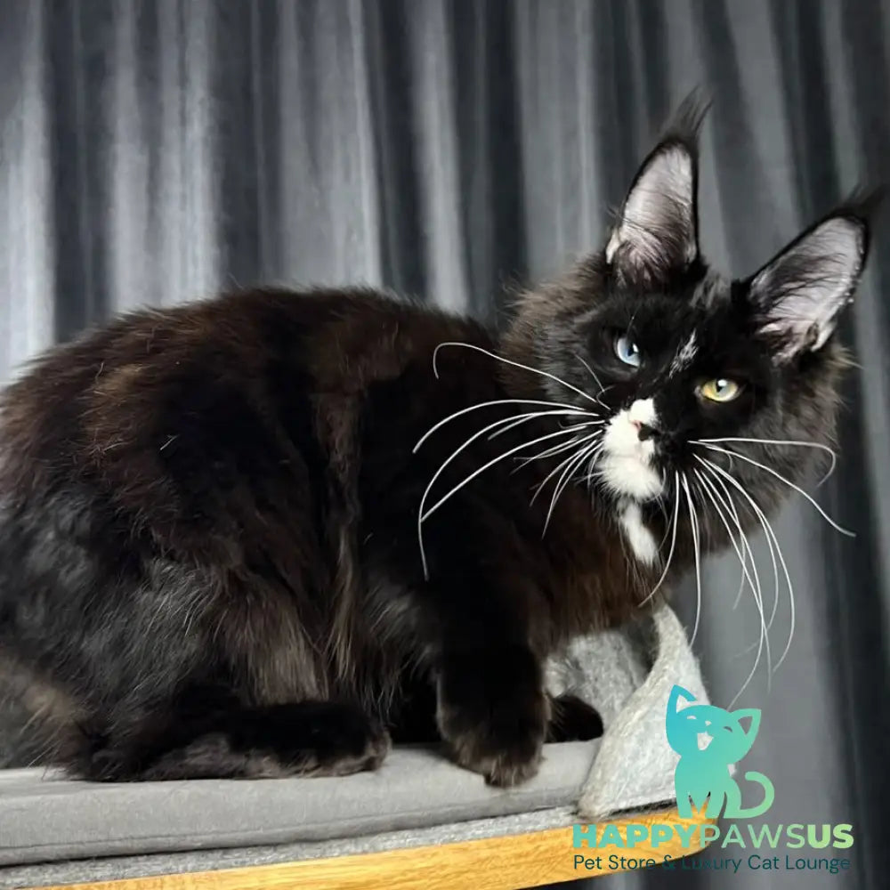 Nolan Maine Coon male black with white - live animals