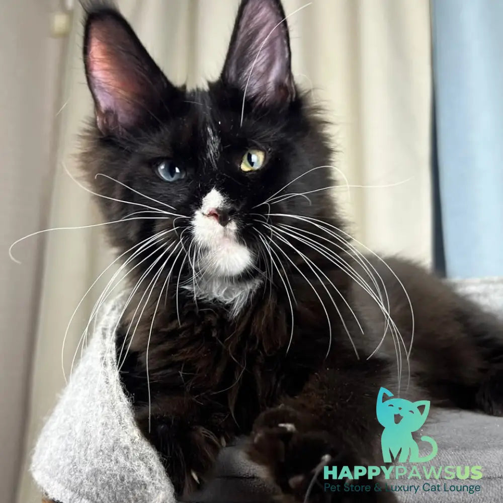 Nolan Maine Coon male black with white - live animals