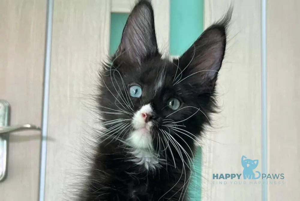 Nolan Maine Coon male black with white - live animals