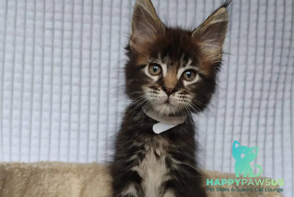 Nolan Maine Coon polydactyl male black tabby live animals