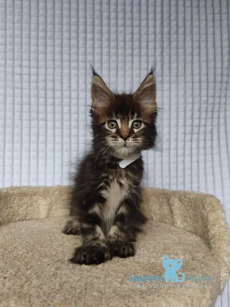Nolan Maine Coon polydactyl male black tabby live animals