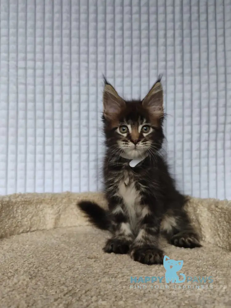 Nolan Maine Coon polydactyl male black tabby live animals