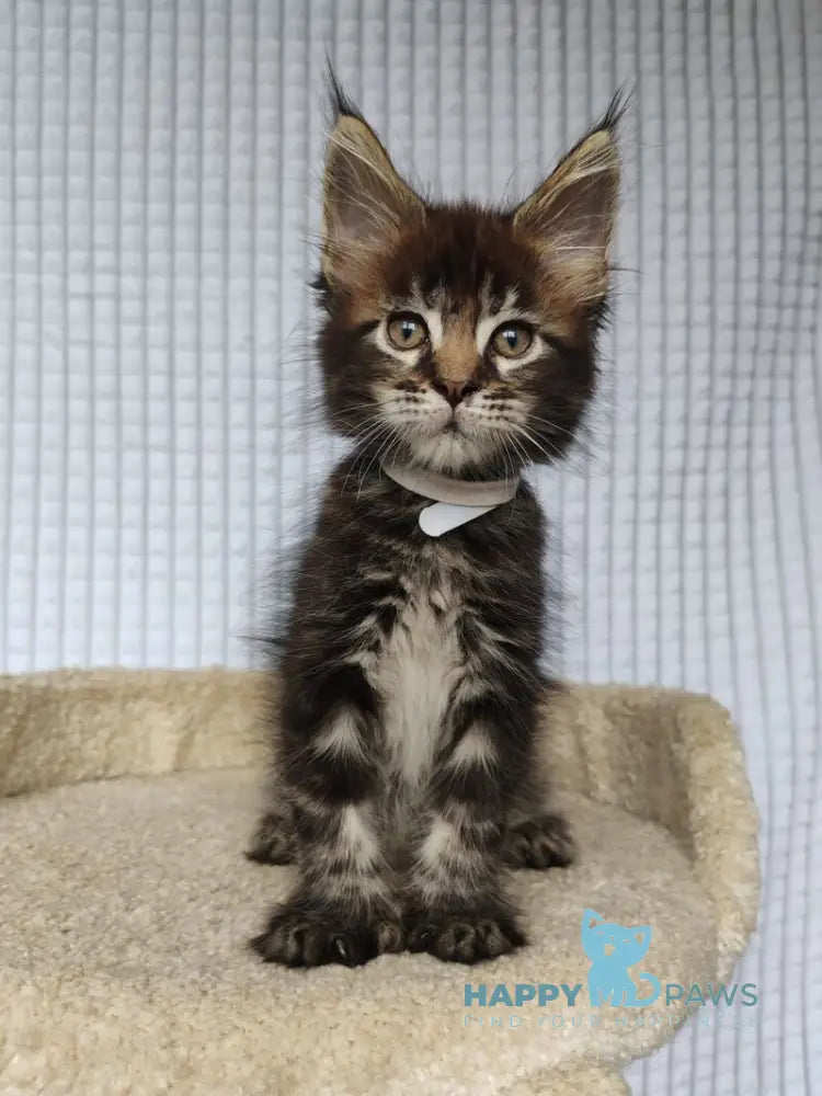Nolan Maine Coon polydactyl male black tabby live animals
