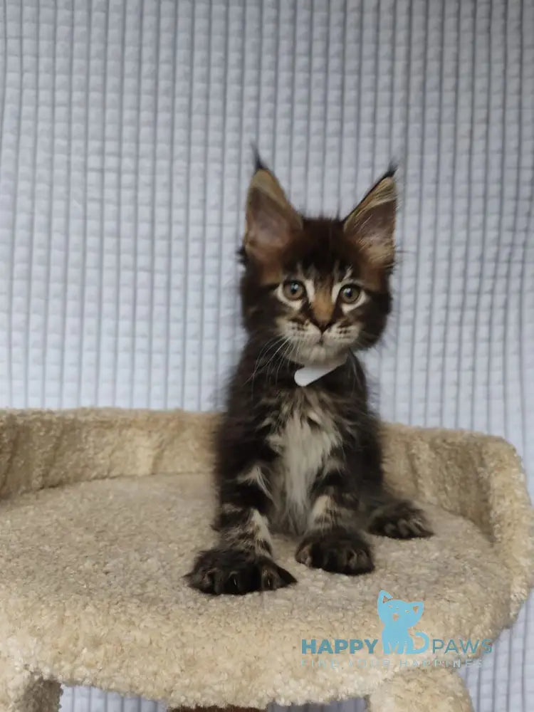 Nolan Maine Coon polydactyl male black tabby live animals