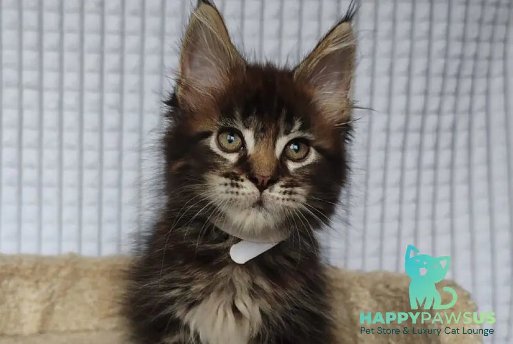Nolan Maine Coon polydactyl male black tabby live animals