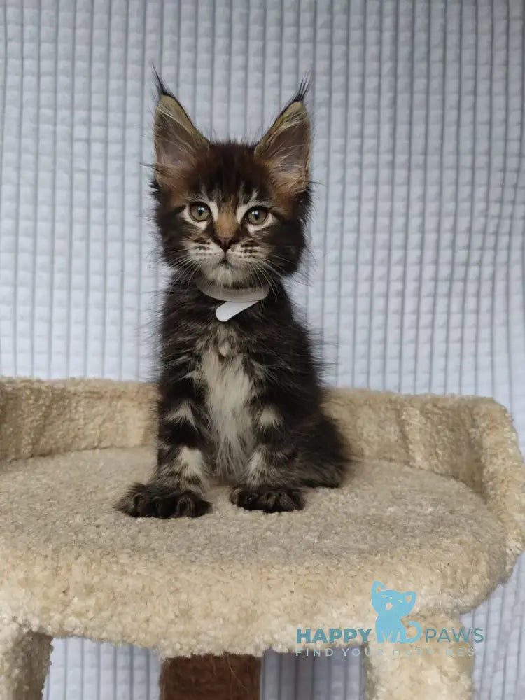Nolan Maine Coon polydactyl male black tabby live animals