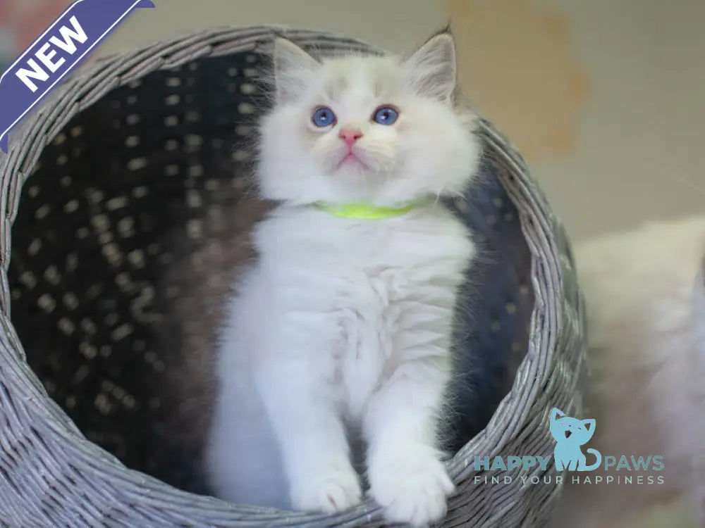 Nolan Ragdoll male seal lynx bicolour live animals