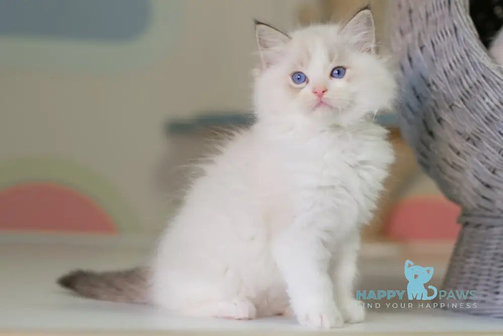 Nolan Ragdoll male seal lynx bicolour live animals
