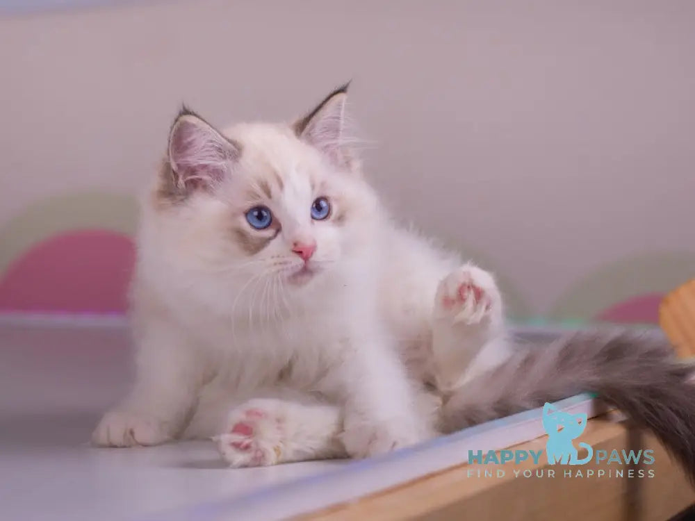 Nolan Ragdoll male seal lynx bicolour live animals